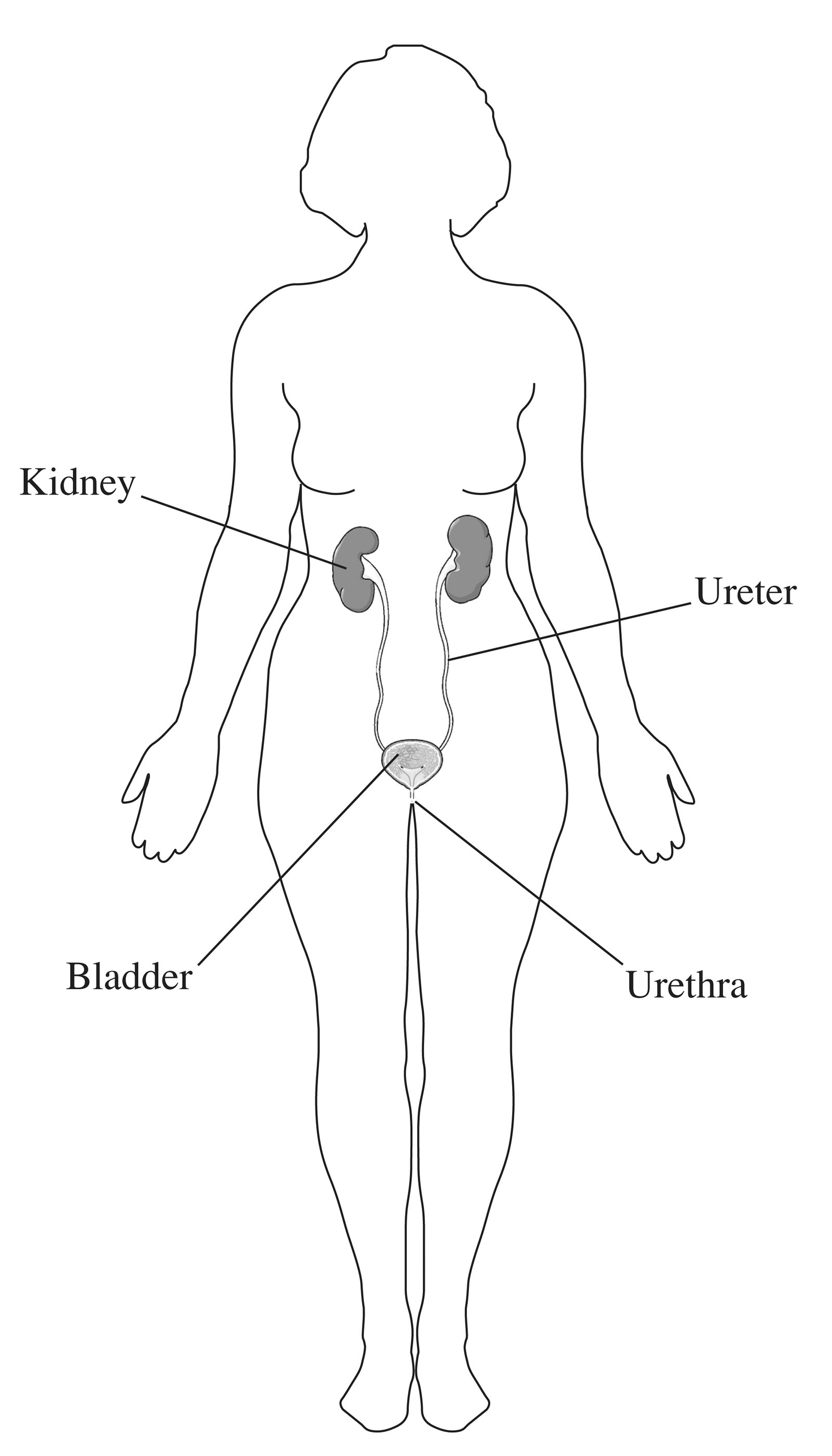 Ilustración de tracto urinario femenino