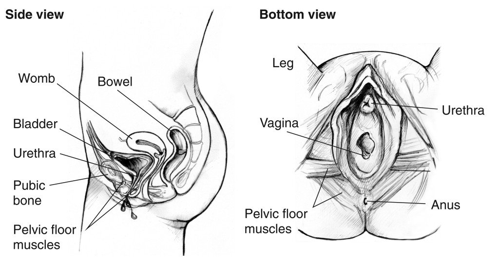 Sistema de control vesical
